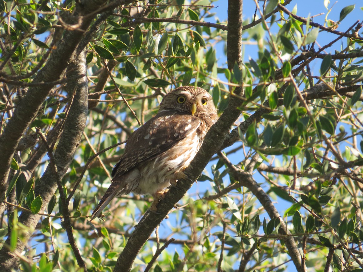 Ferruginous Pygmy-Owl - Agustín Zarco