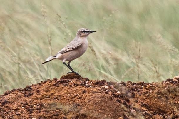 Isabelline Wheatear - ML30514491