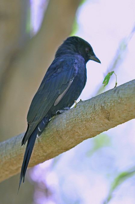 Fork-tailed Drongo - ML305145401