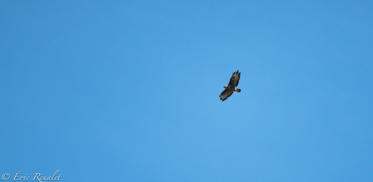 Common Buzzard (Western) - ML305147851