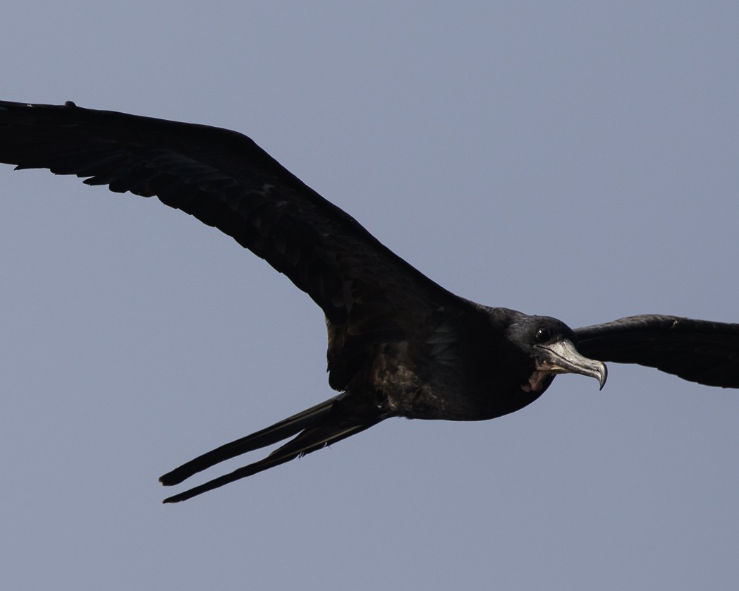 Magnificent Frigatebird - Silvia Faustino Linhares