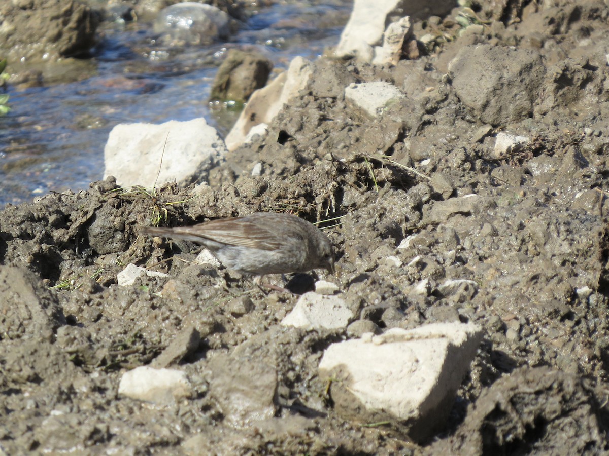 Plumbeous Sierra Finch - ML305148681