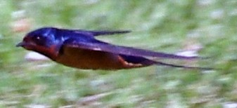 Barn Swallow - ML30514951