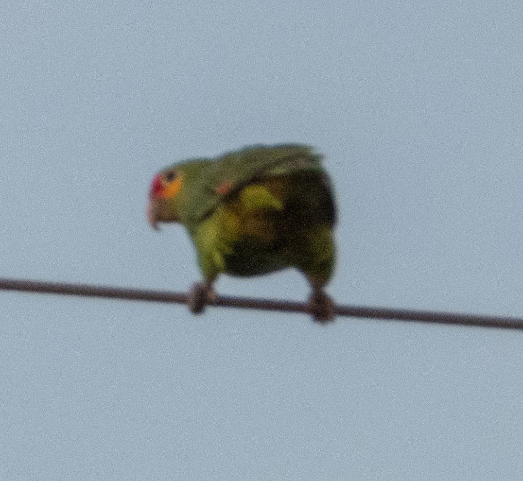 Red-lored/Lilacine Amazon - ML305149581