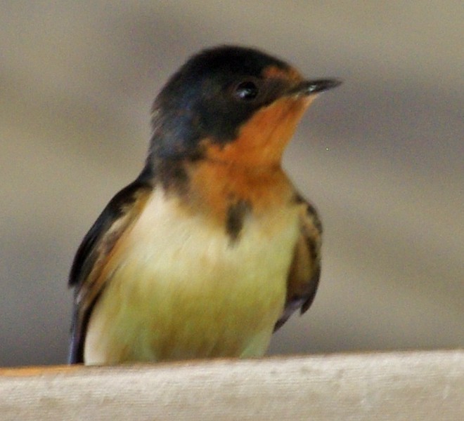 Barn Swallow - ML30514961