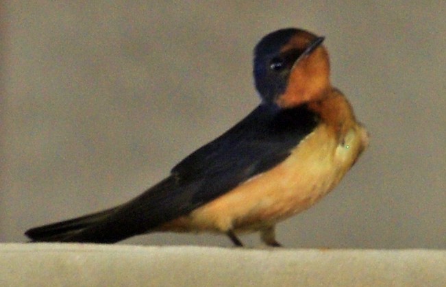 Barn Swallow - ML30514981