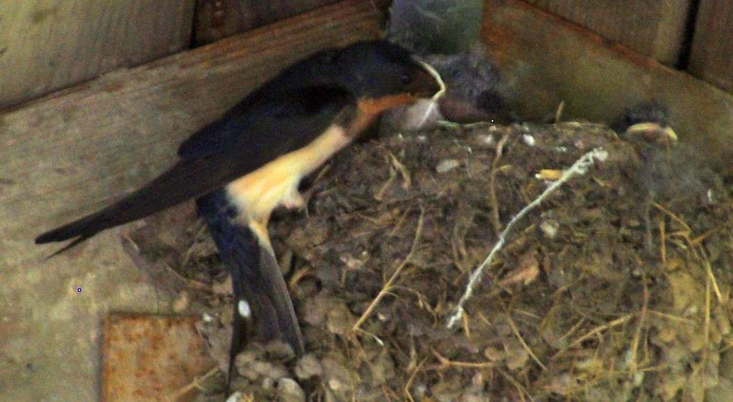 Barn Swallow - ML30514991