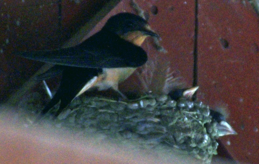 Barn Swallow - ML30515001