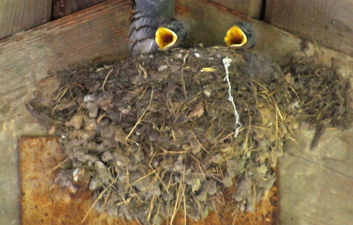 Barn Swallow - ML30515011