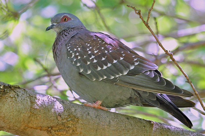 Speckled Pigeon - ML305150281