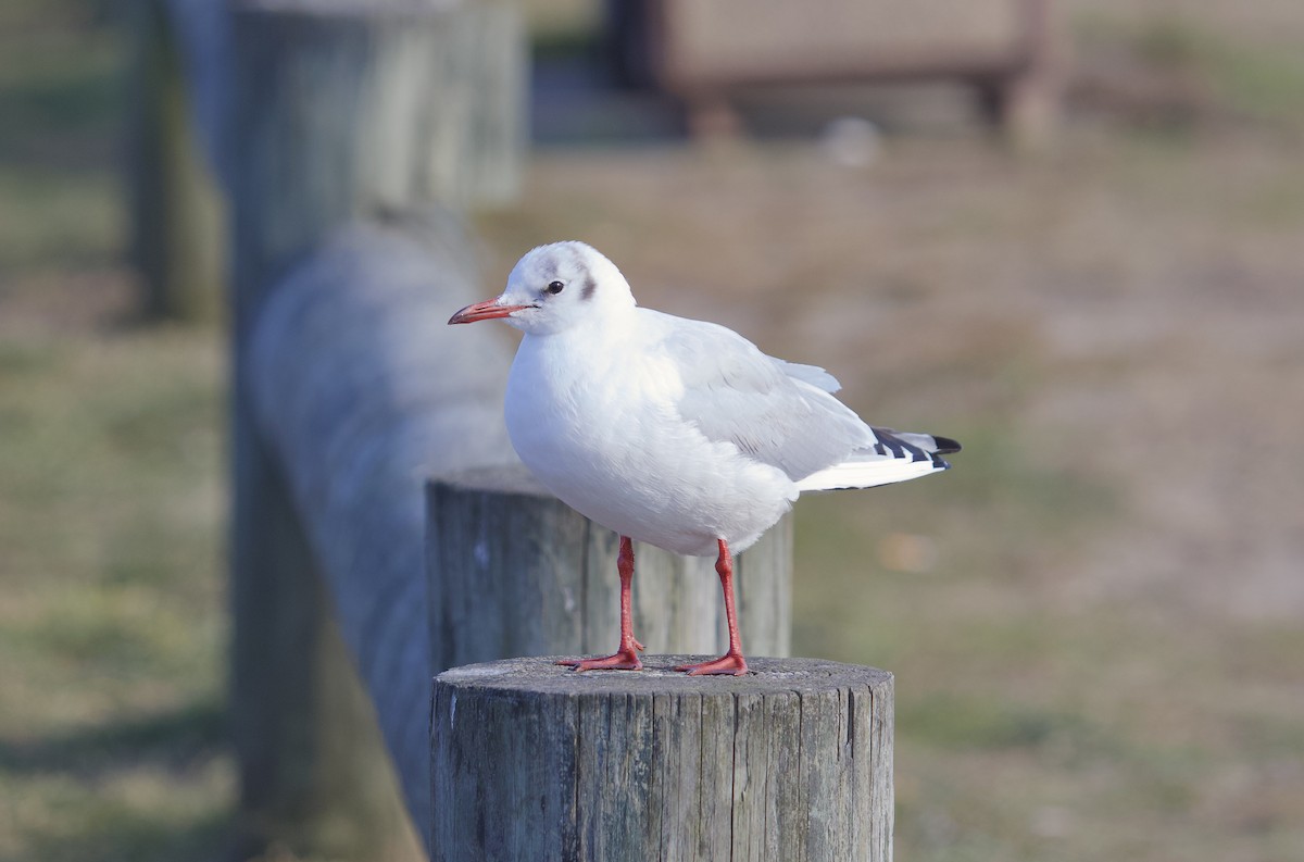 Black-headed Gull - ML305150421