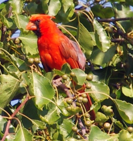 Northern Cardinal - ML30515081