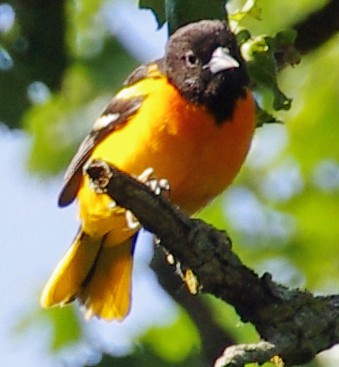 Baltimore Oriole - ML30515111