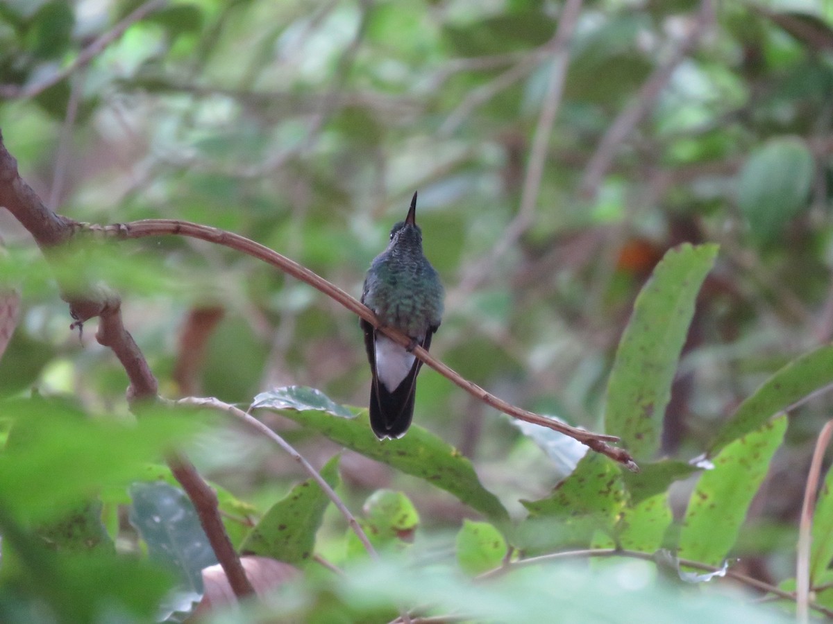 Colibrí de Buffon - ML305151261