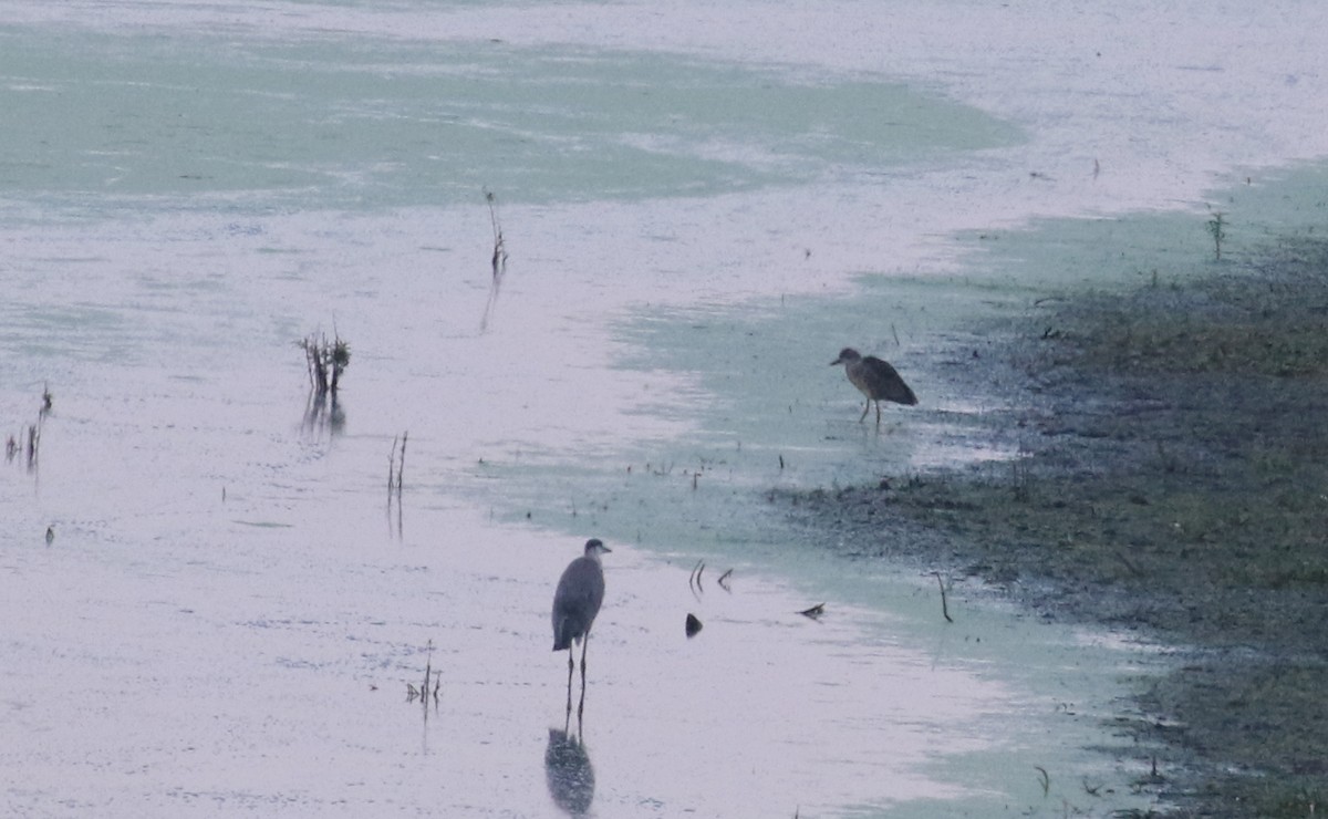 Yellow-crowned Night Heron - ML305151331