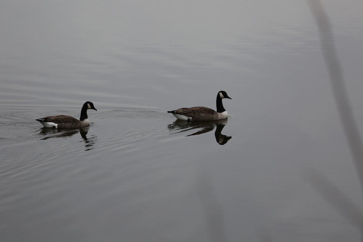 Canada Goose - ML305151691