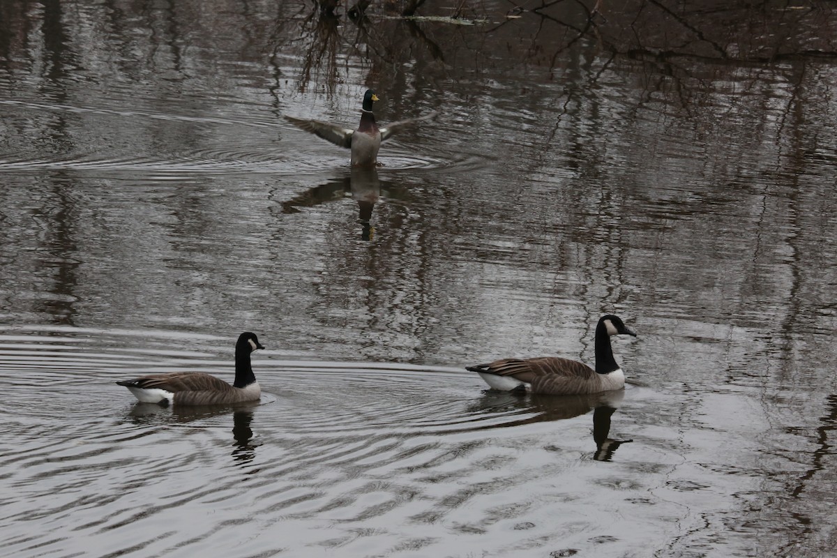 Canada Goose - ML305151771