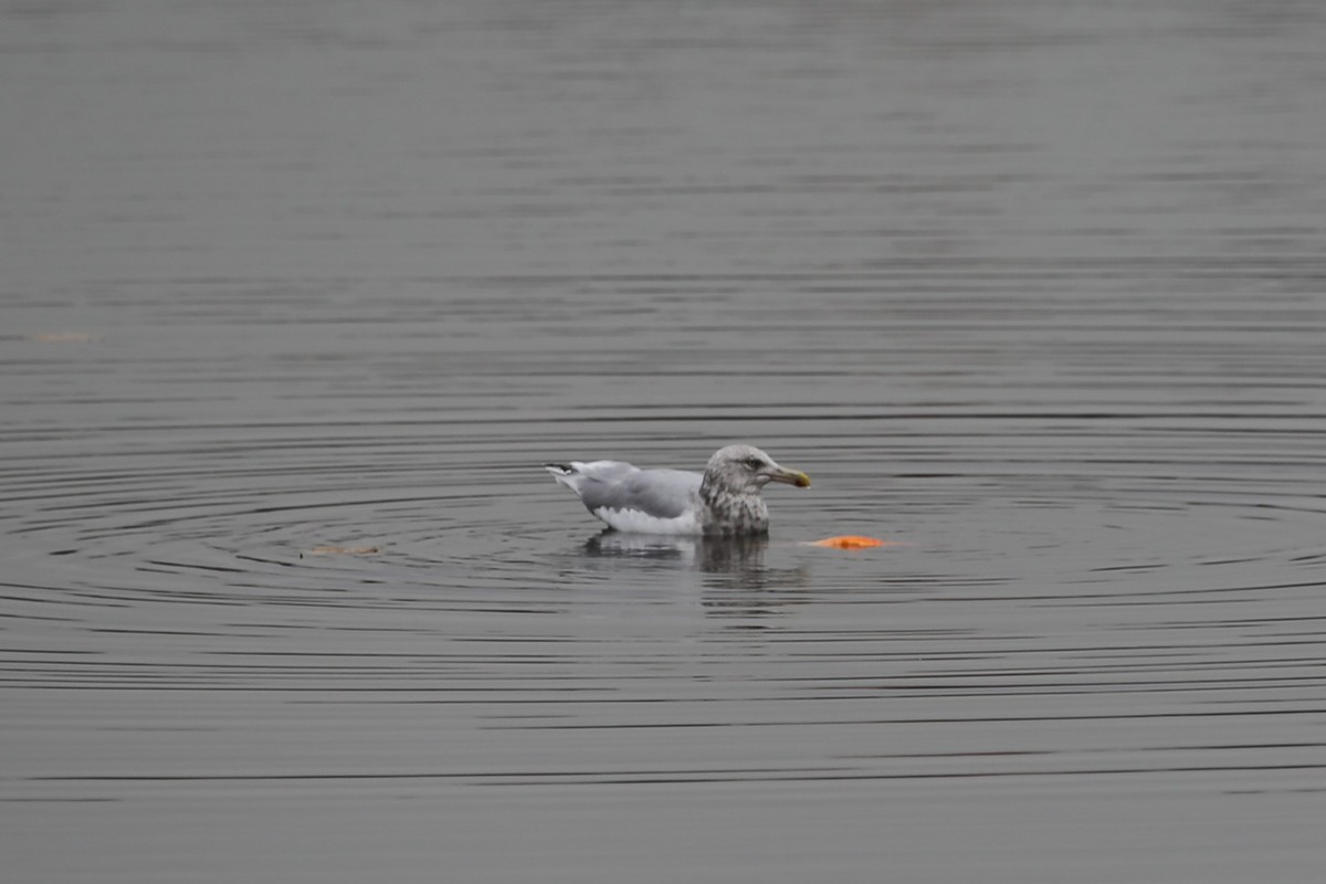 Ring-billed Gull - ML305152161