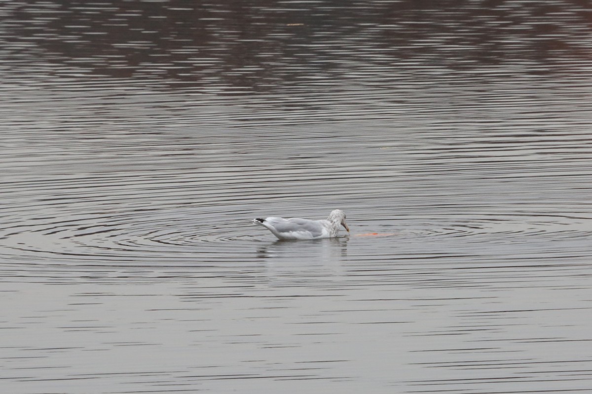 Ring-billed Gull - ML305152251