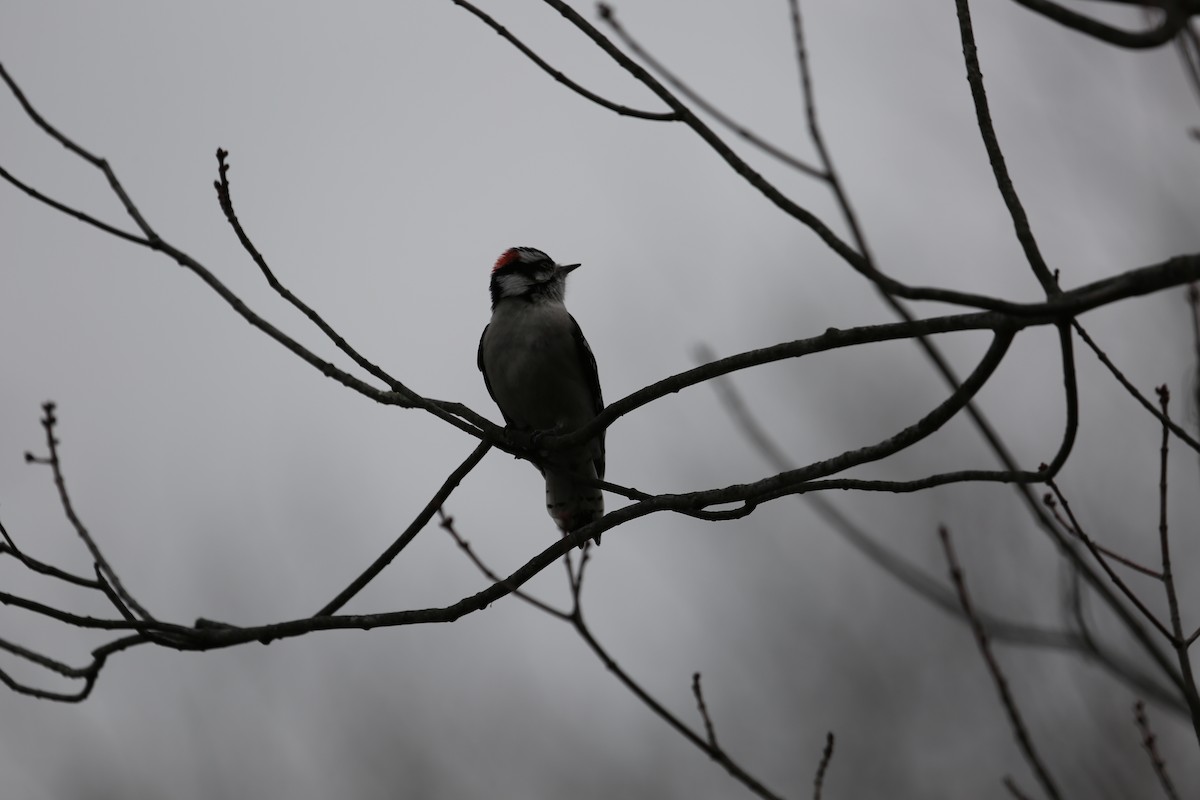 Downy Woodpecker - ML305152681