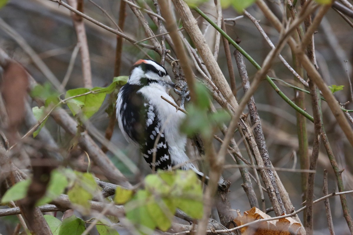 Downy Woodpecker - ML305152721