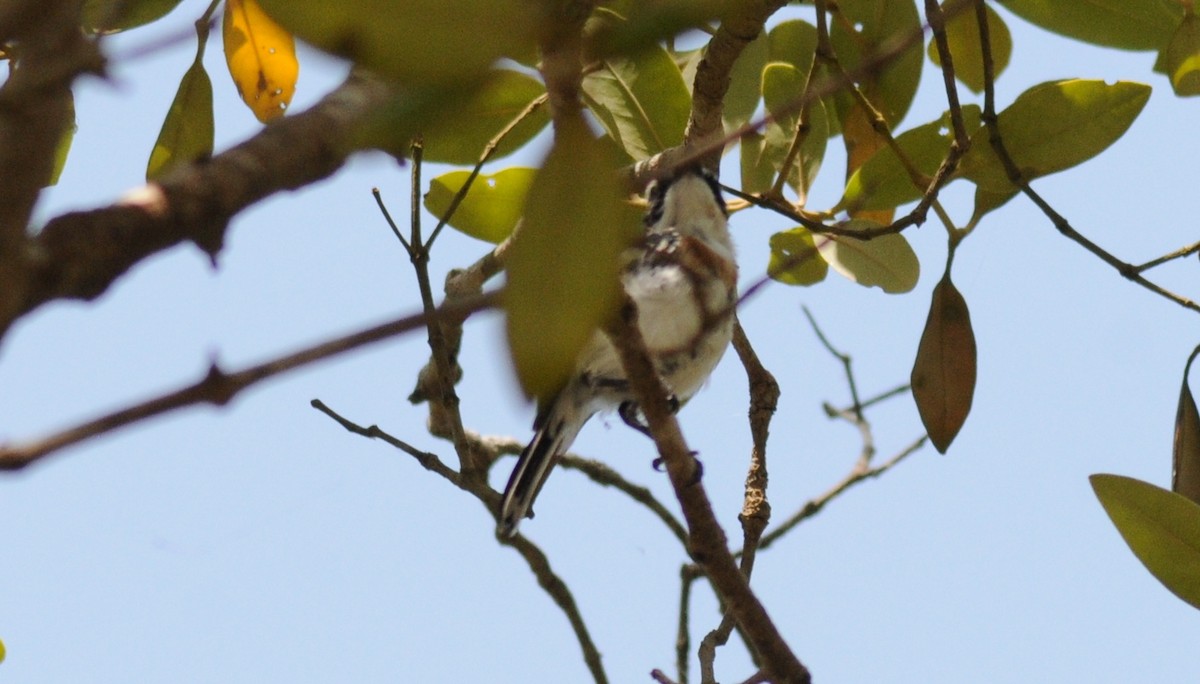 Pale Batis - Victor Ikawa