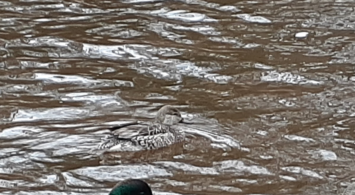 Green-winged Teal - ML305154041