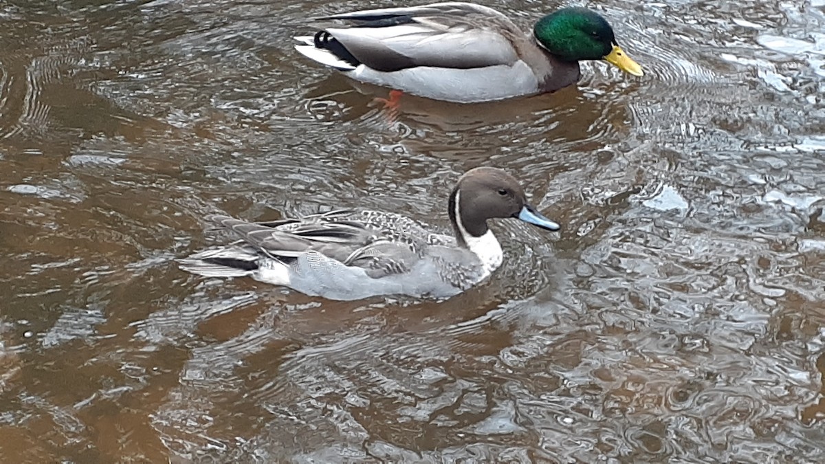 Northern Pintail - ML305154221