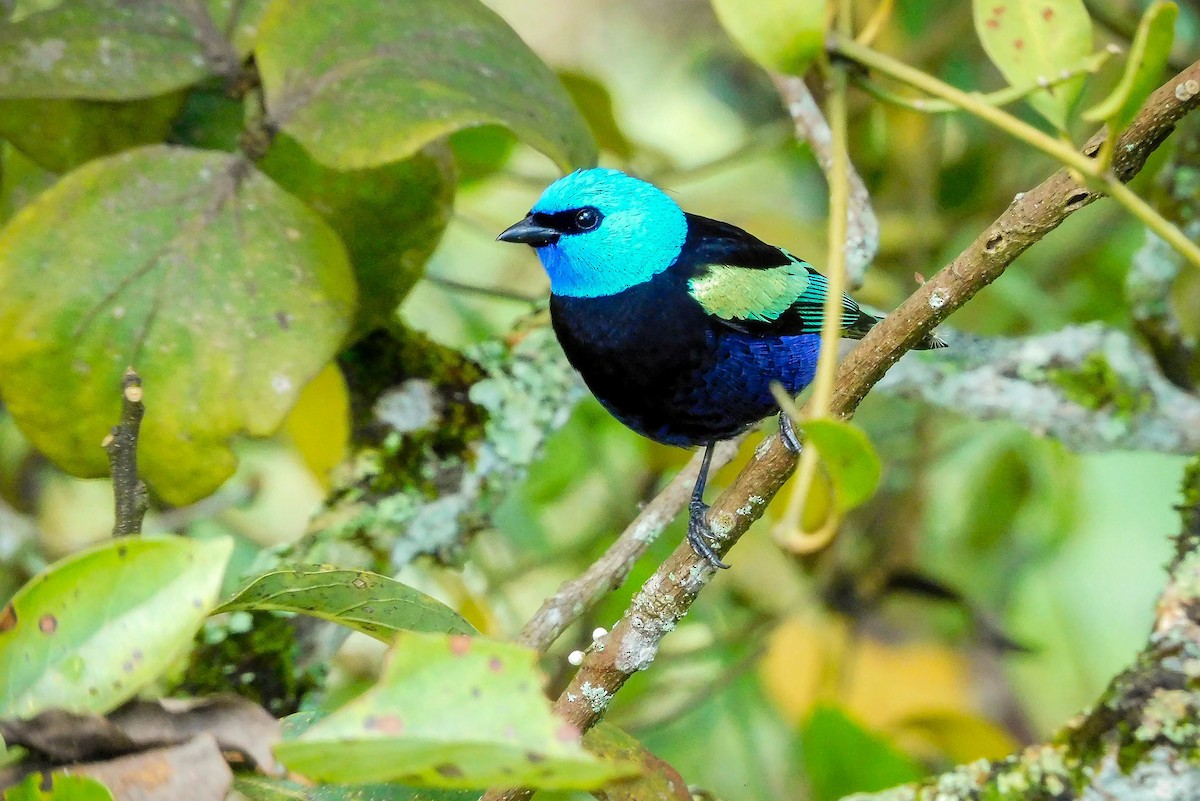 Blue-necked Tanager - ML305154571