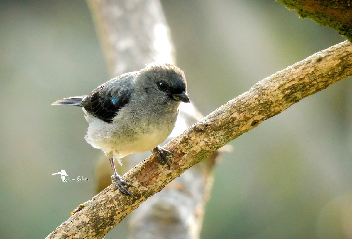 Plain-colored Tanager - ML305154661