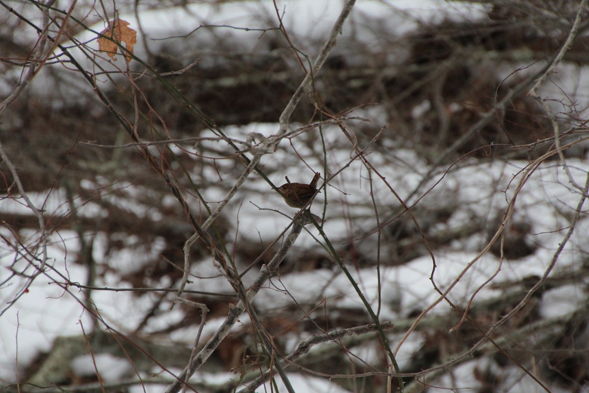 Winter Wren - ML305155701