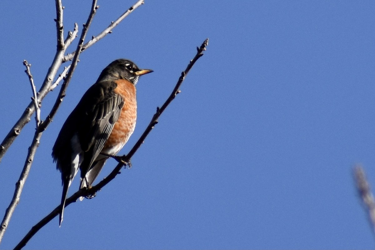 American Robin - ML305156081