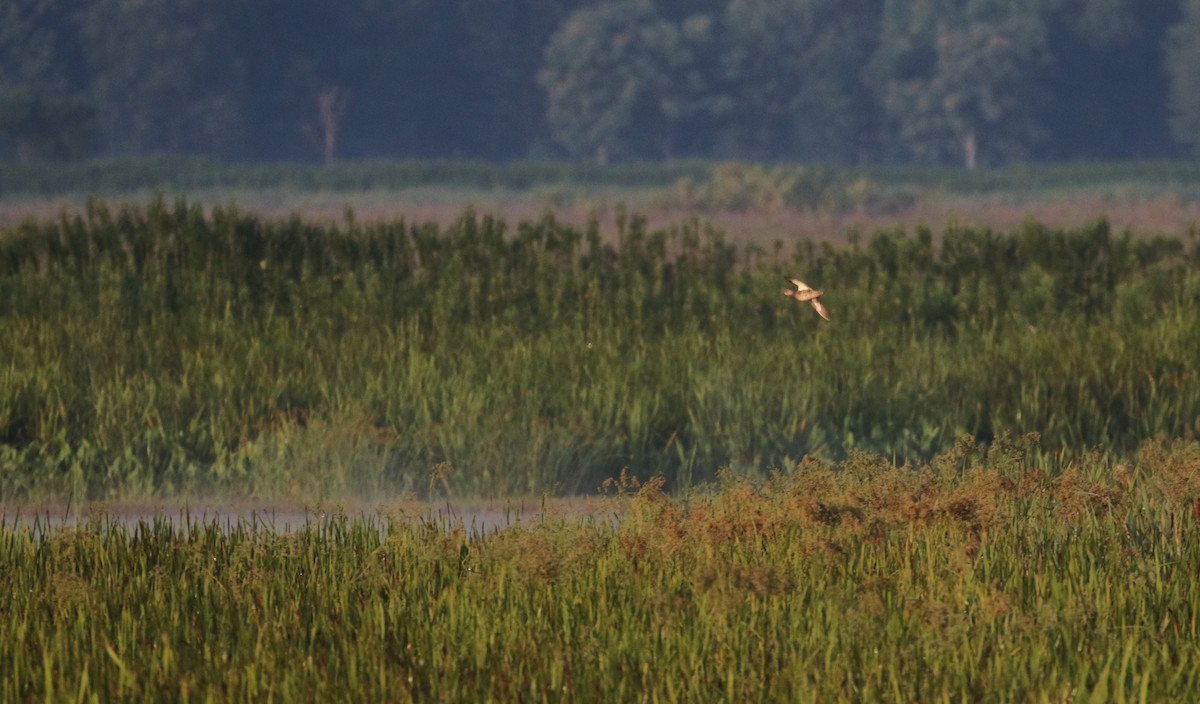 Blue-winged Teal - ML305156281