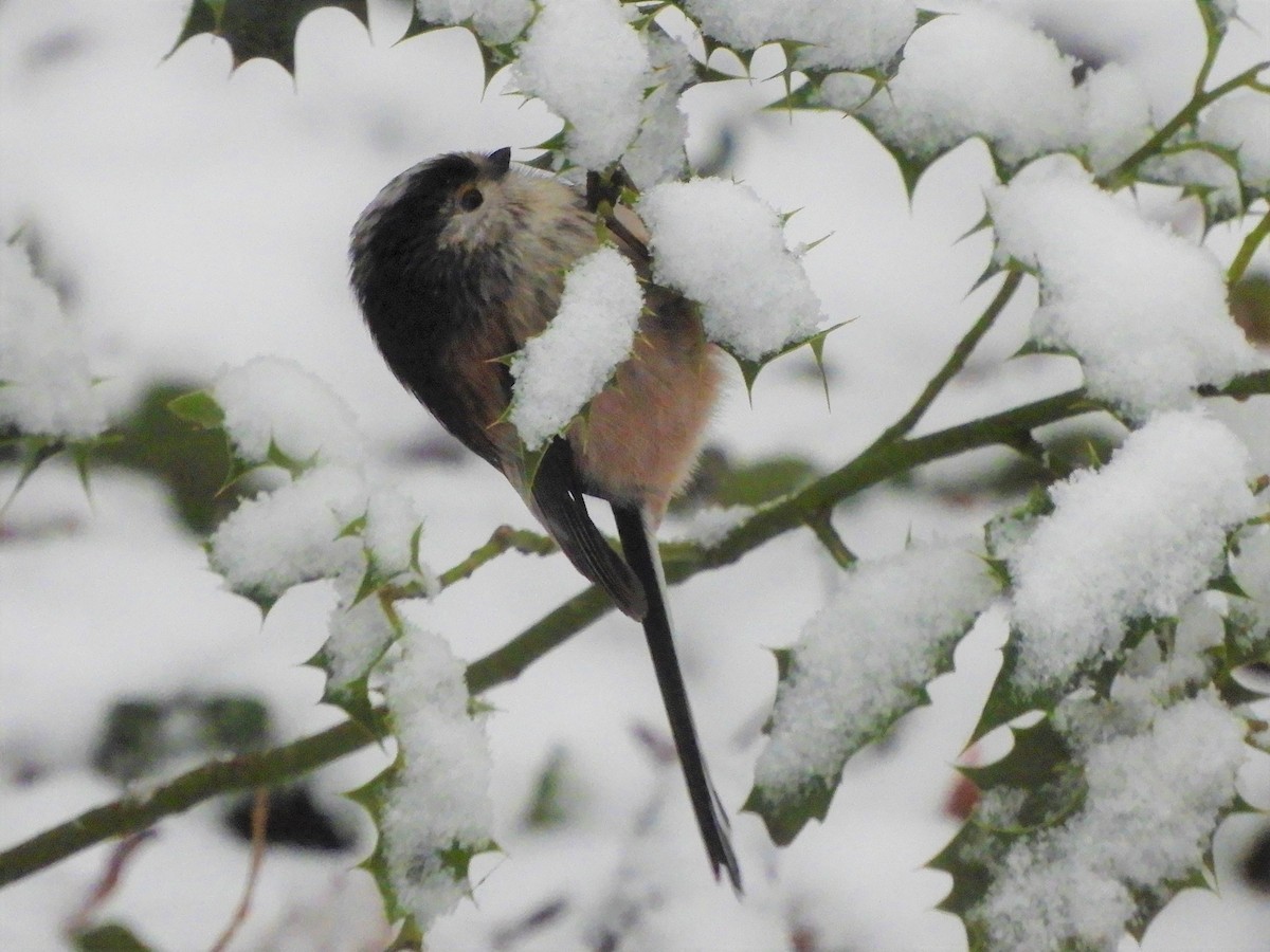 Long-tailed Tit - James McCulloch