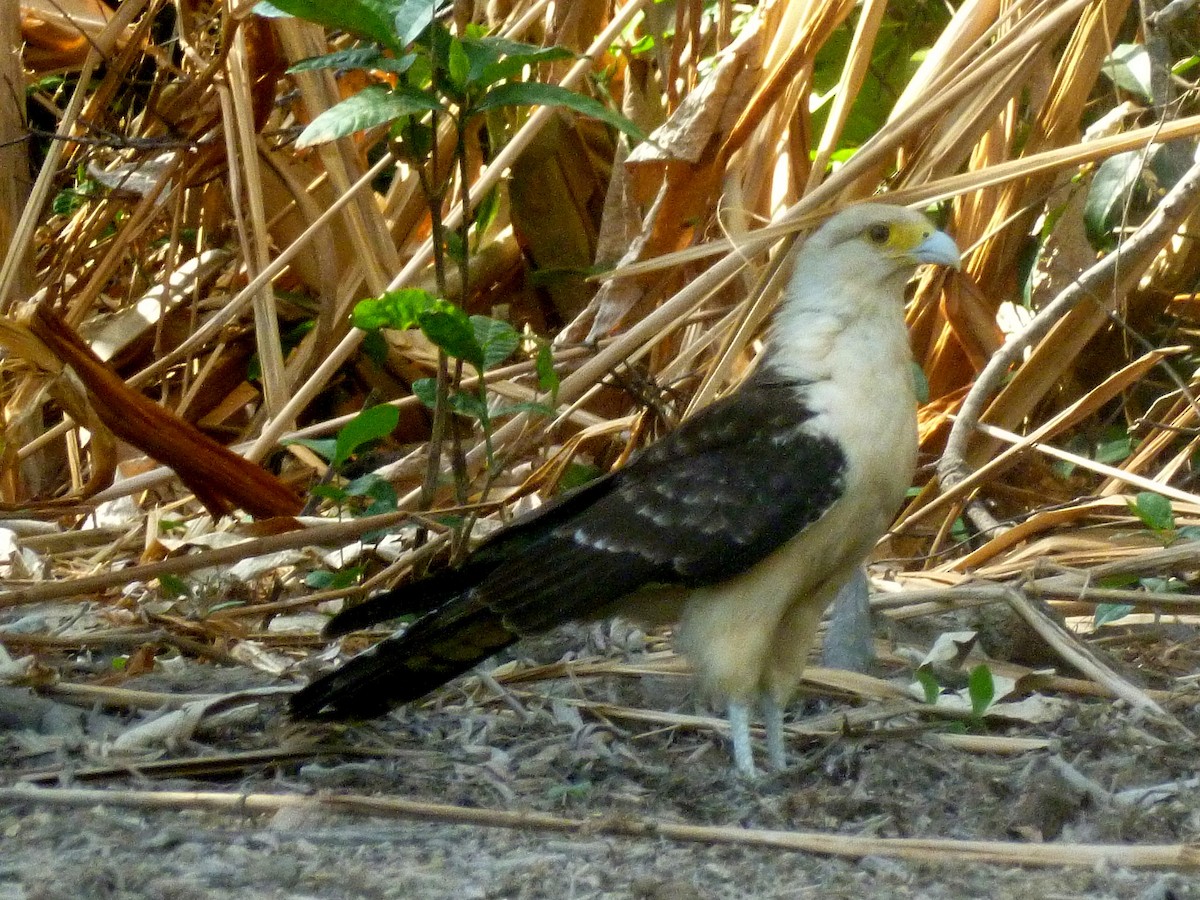 Yellow-headed Caracara - ML30515691