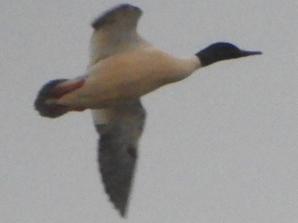 Common Merganser - James McCulloch