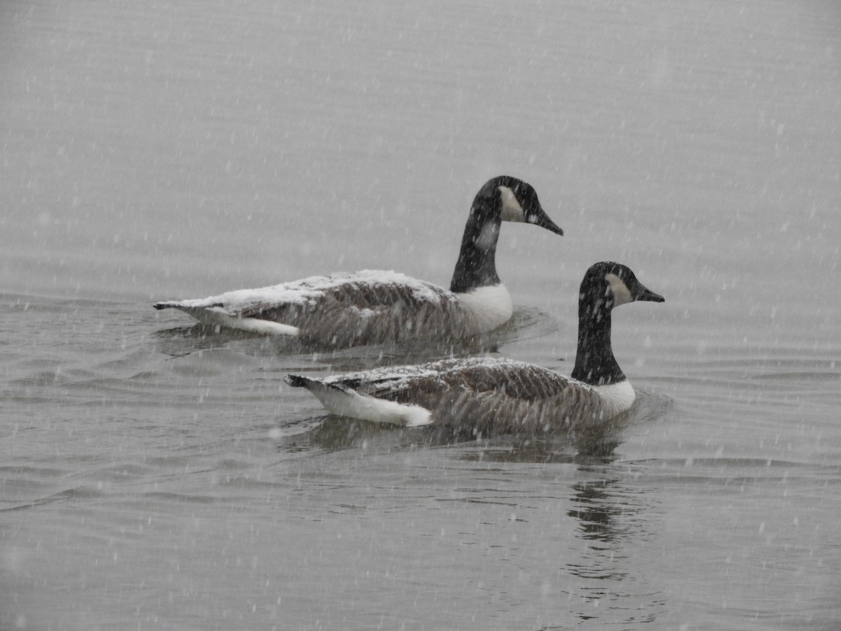 Canada Goose - ML305157281