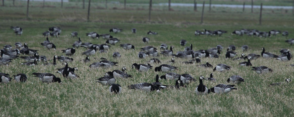 Barnacle Goose - ML305158791