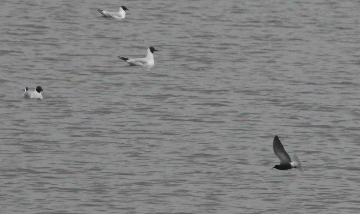 Black Tern - ML305159371