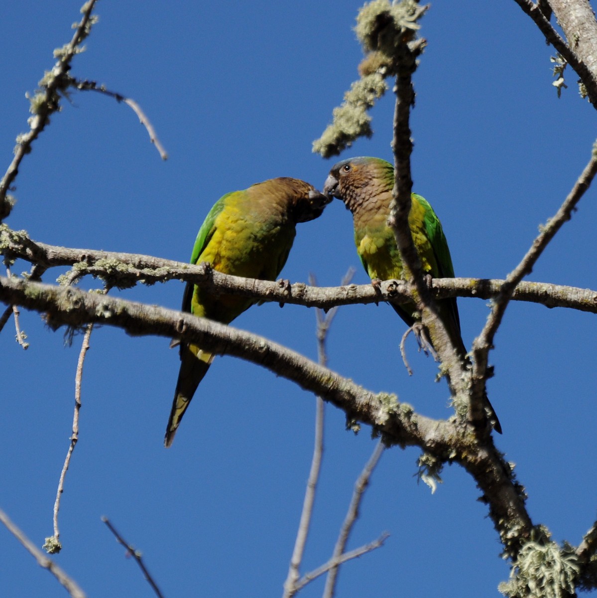 Brown-throated Parakeet - ML30515941