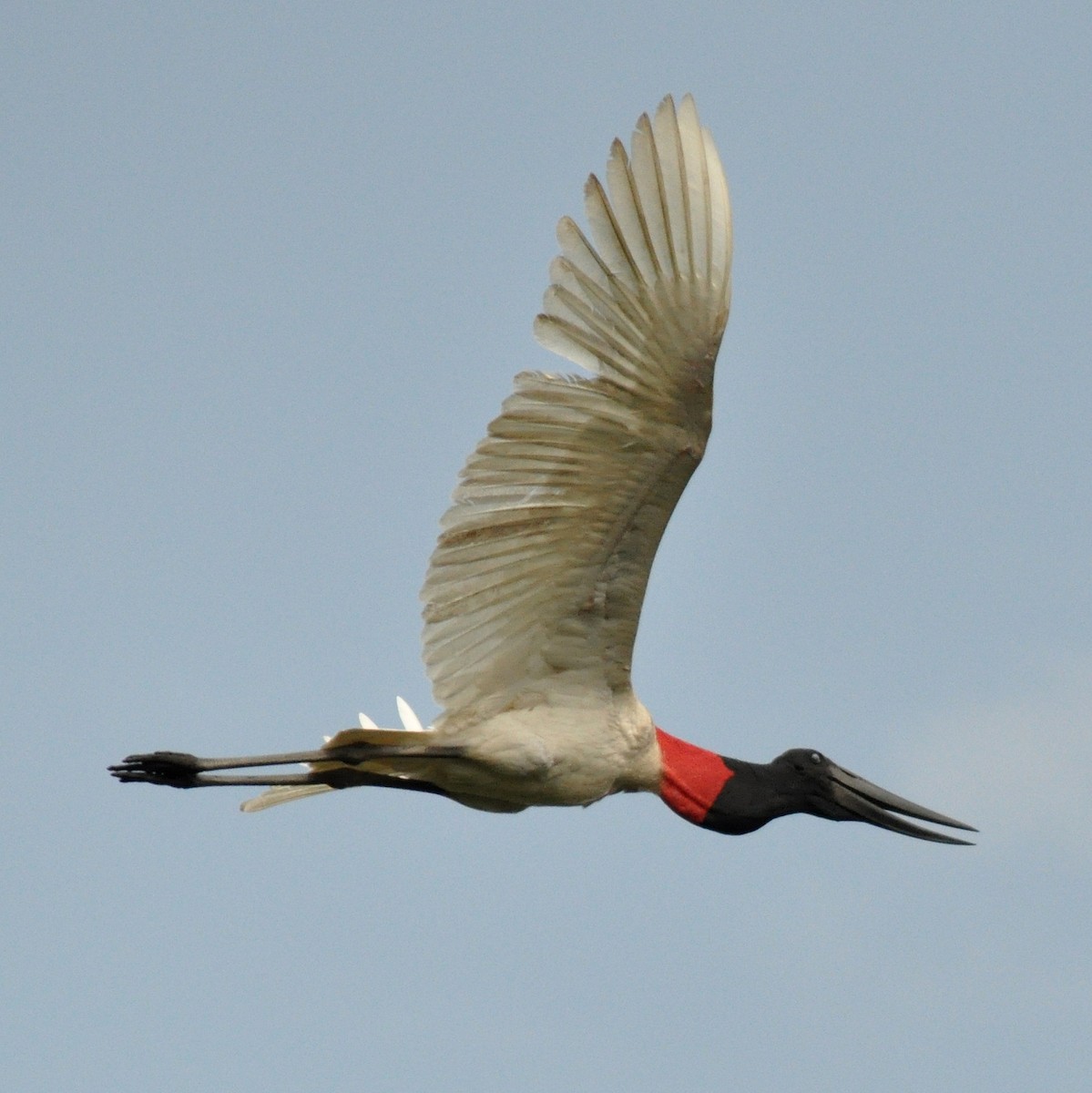 Jabiru d'Amérique - ML30515961