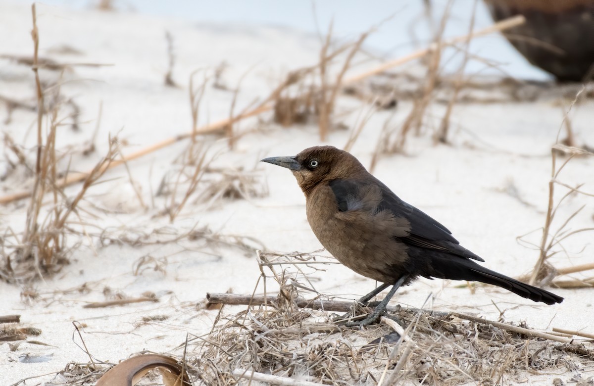 Boat-tailed Grackle - ML305159631