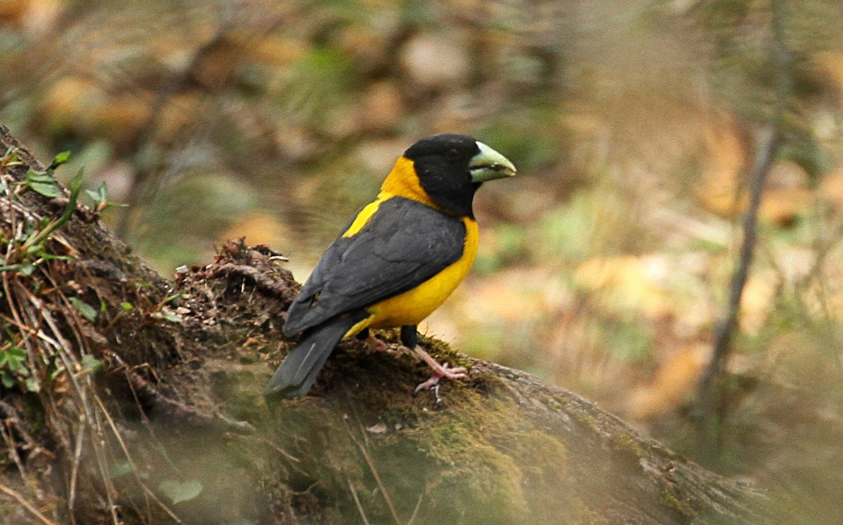 Black-and-yellow Grosbeak - David Raju