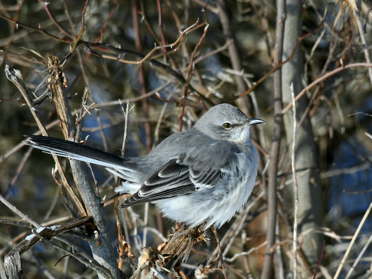 Northern Mockingbird - Traci Gentry