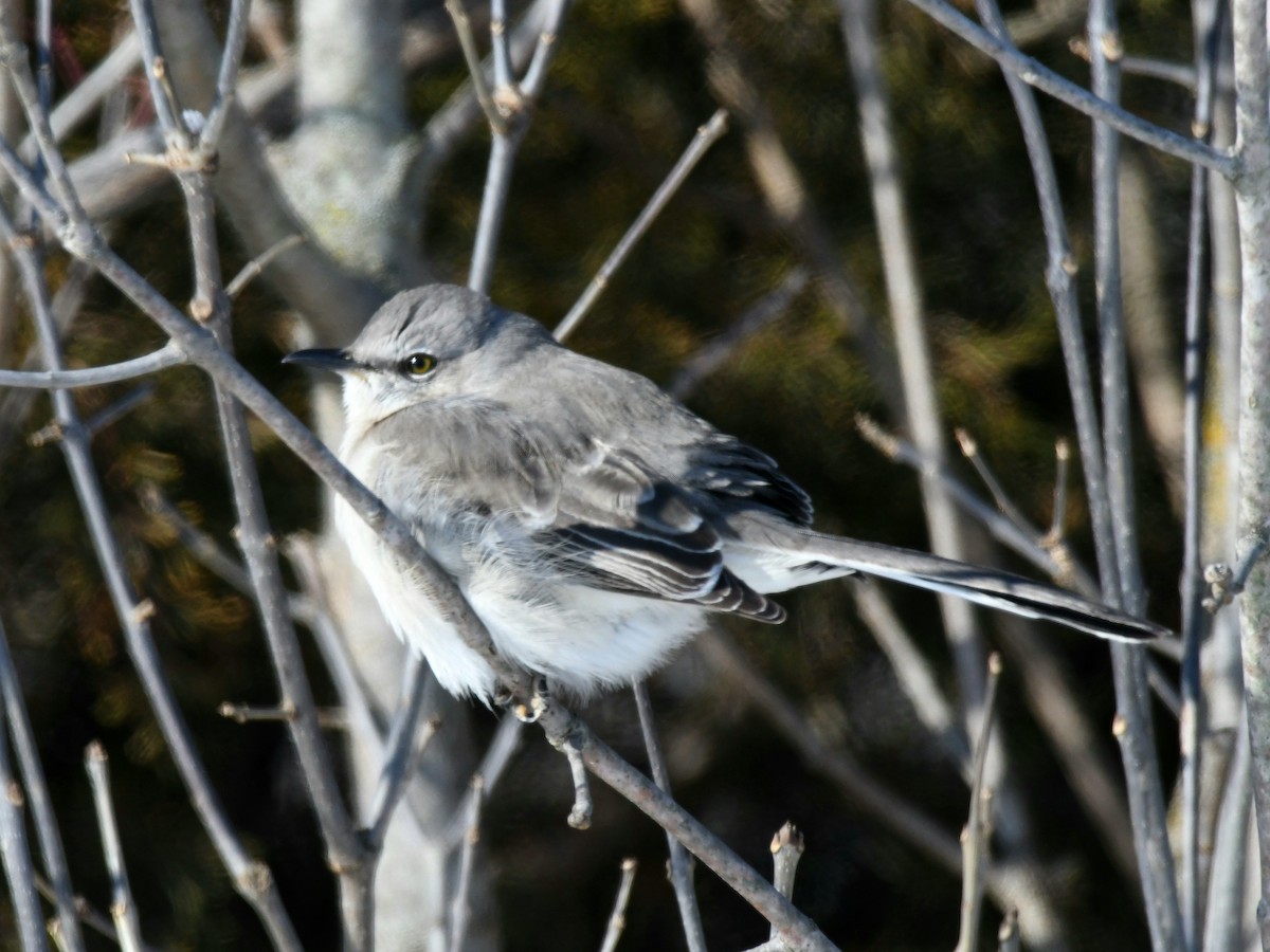 Northern Mockingbird - Traci Gentry