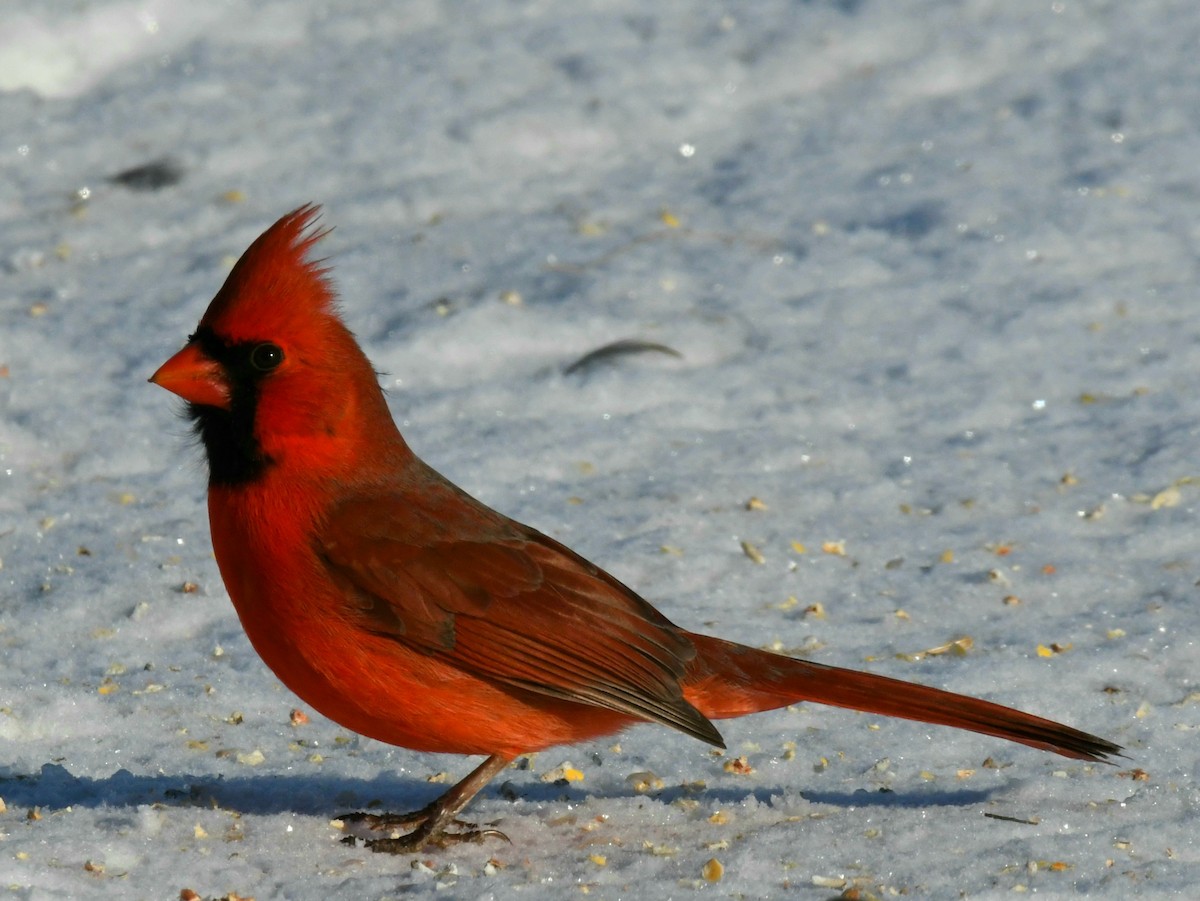 Cardinal rouge - ML305160851