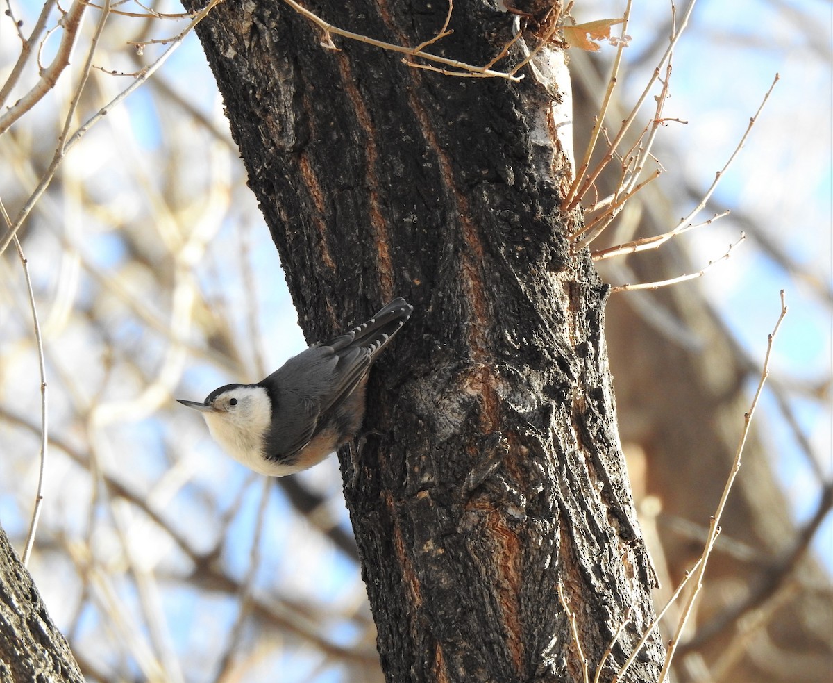 White-breasted Nuthatch (Interior West) - ML305161221