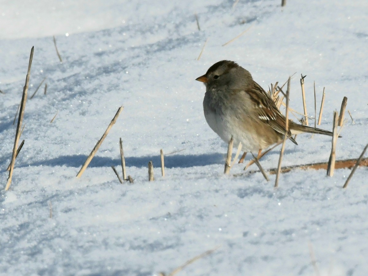 White-crowned Sparrow - ML305161261