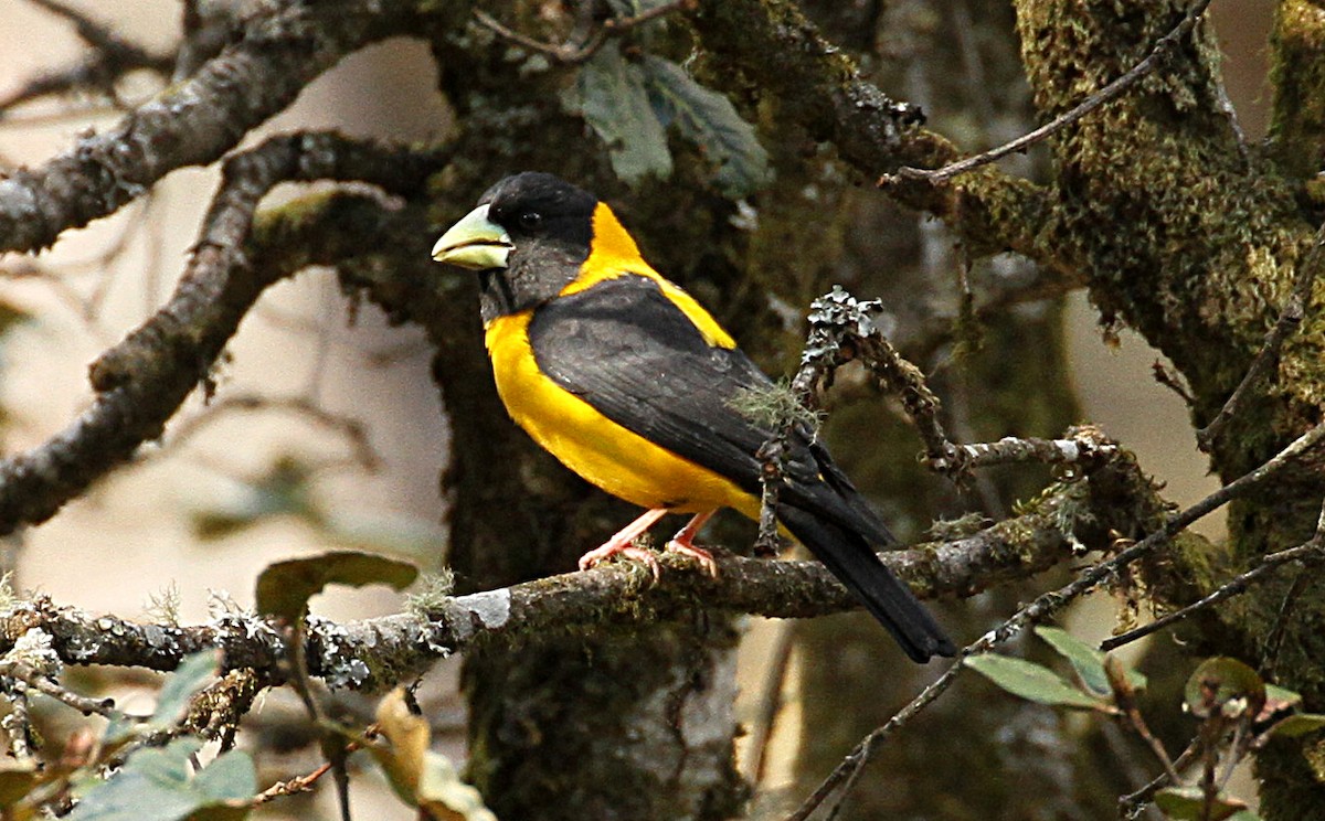 Black-and-yellow Grosbeak - David Raju