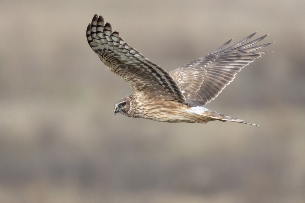 Hen Harrier - ML305162631